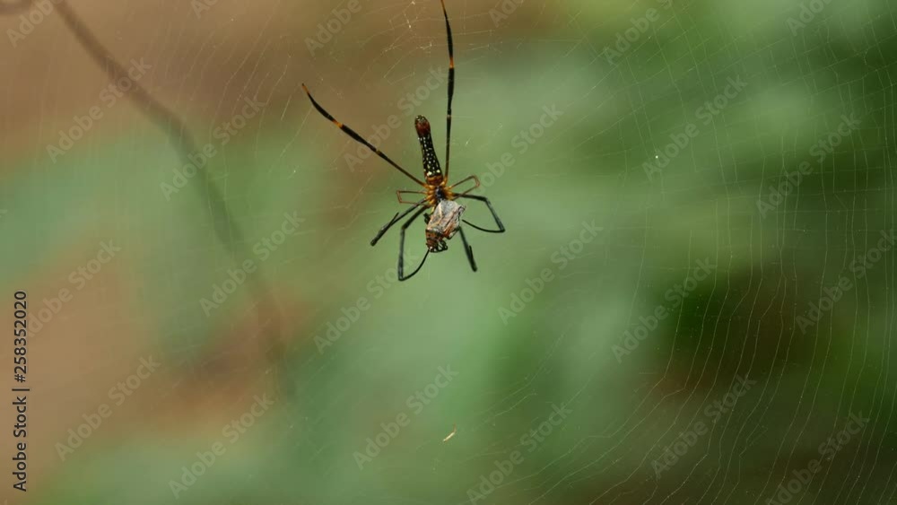 Spider is hunted and killed on web in forest. Spider is hunted and killed on web in forest.