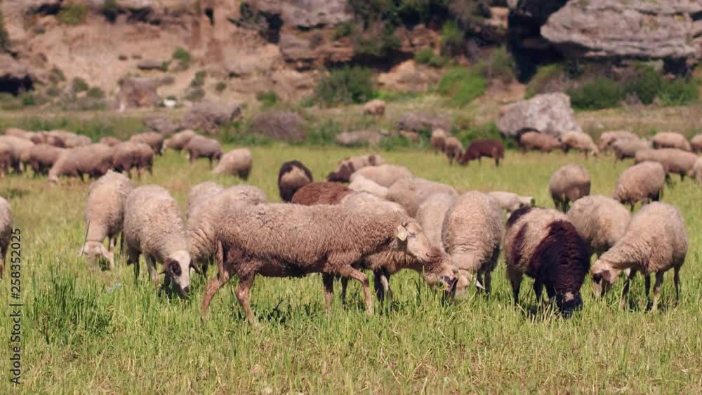 Herd of sheep on beautiful mountain meadow Herd of sheep on beautiful mountain meadow