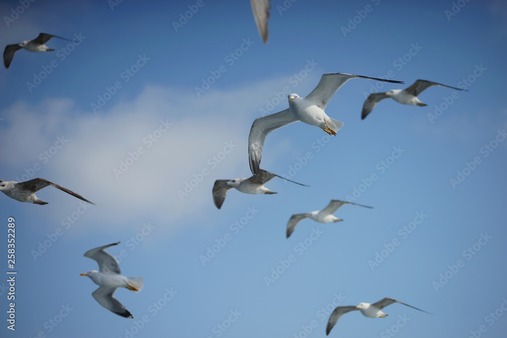 Fototapeta premium Gulls in the blue sky.
