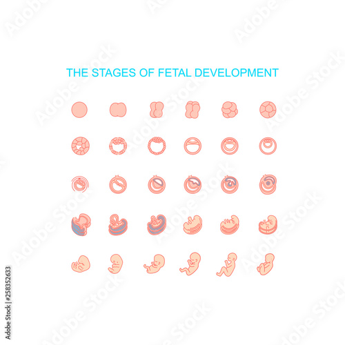 vector illustration stages of fetal development. isolated on white background. Pregnancy. Fetal growth from fertilization to birth, fetus development. Embryo development.