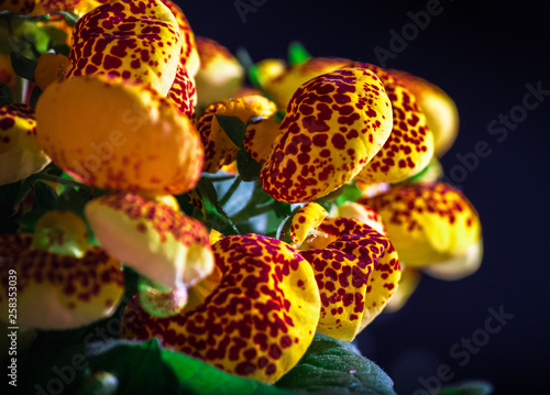 beautiful red and yellow calceolaria, lady's purse or slipper flower photo