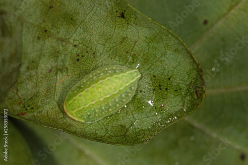 Apoda limacodes (HUFNAGEL, 1766) Großer Schneckenspinner , Raupe DE, NRW, Dellbrücker Heide 19.09.2014 photo