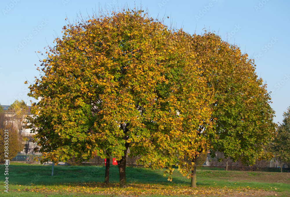 Fototapeta premium Trees during autumn moment