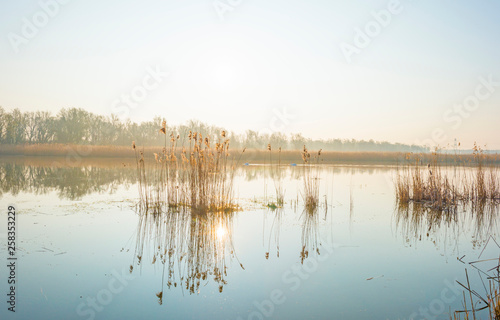 Reed along the edge of a foggy lake below a blue sky at sunrise in spring