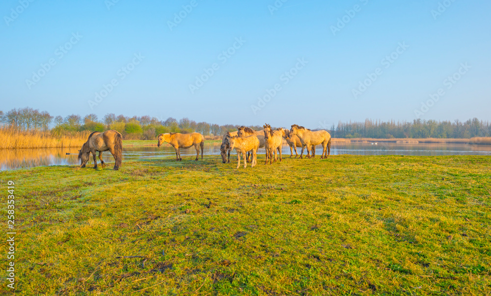 Obraz premium Horses in a field along a foggy pond below a blue sky at sunrise in spring
