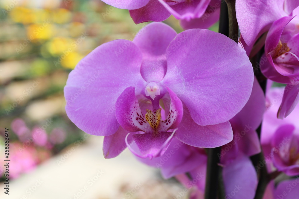 Obraz premium Orquidea Morada