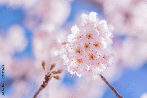 満開の桜の花 © taka