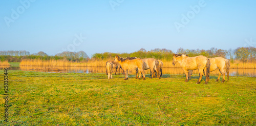 Horses in a field along a foggy pond below a blue sky at sunrise in spring © Naj