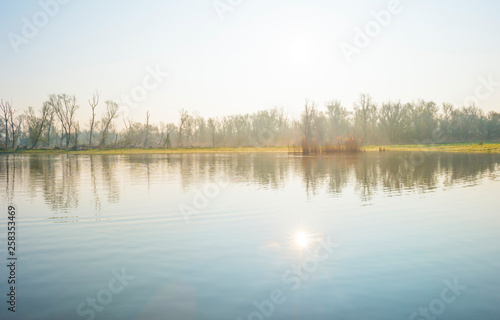 Fototapeta Naklejka Na Ścianę i Meble -  Reed along the edge of a foggy lake below a blue sky at sunrise in spring