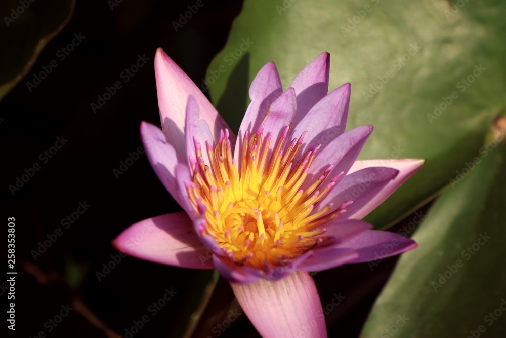 Beautiful lotus flowers in tropical Beautiful lotus flowers in tropical
