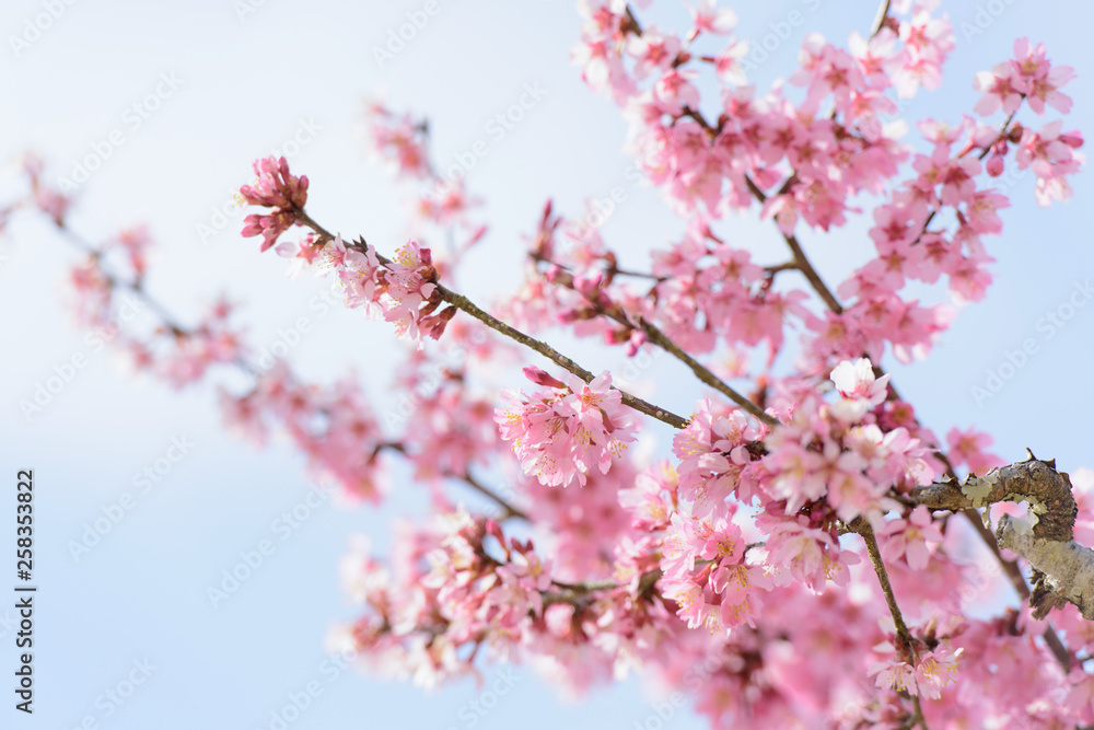 河津桜