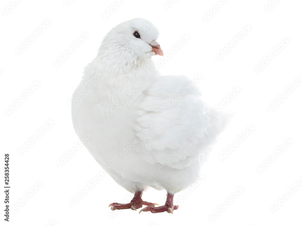 white dove isolated white dove isolated