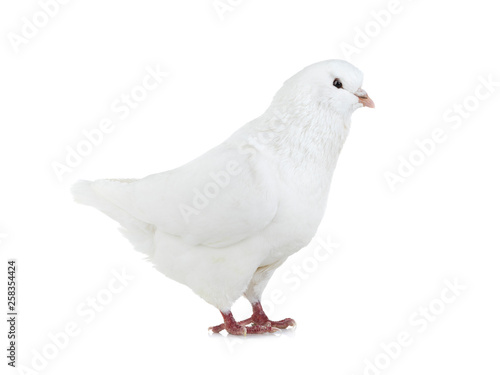 white dove isolated