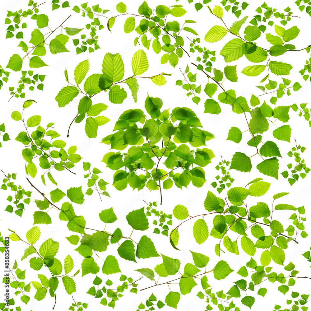 Set of green tree leaves and branches isolated on white background. Set of green tree leaves and branches isolated on white background.