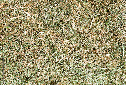 Half-dried mowed grass close up