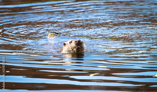 An adult male (dog) Eurasian otter (Lutra lutra) swims in the River Severn in the town of Shrewsbury, Shropshire, England. © Kevin