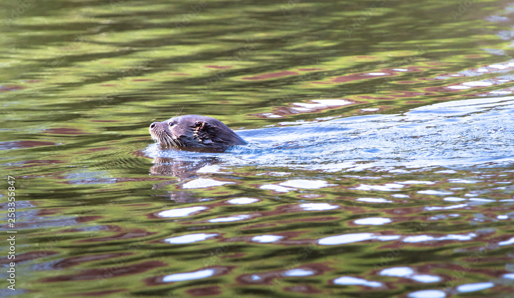 Φωτογραφία An adult male (dog) Eurasian otter (Lutra lutra) swims in the River Severn in the town of Shrewsbury, Shropshire, England