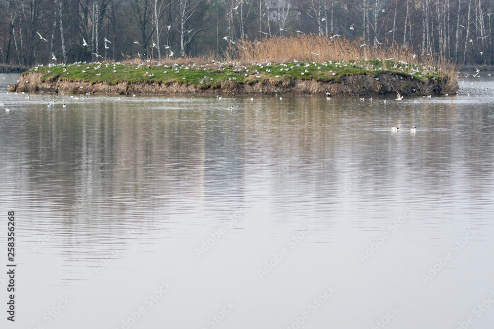 Obraz premium Seagull - flying around the rookery on the lake.
