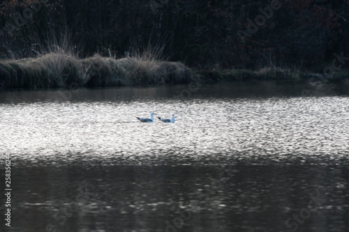 A pair of seagulls floating on the lake surface.