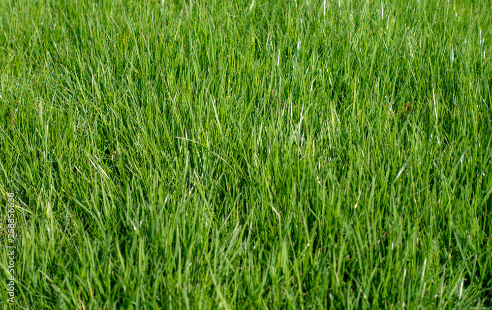 Green meadow grass field Green meadow grass field