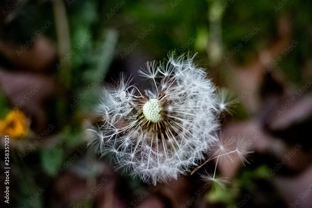 Beautiful green spring plants in nature background Beautiful green spring plants in nature background