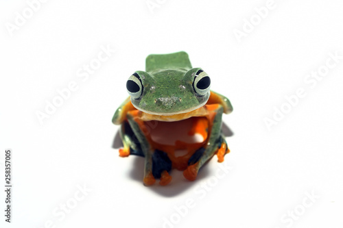 green tree frog isolated on white background © Agus Gatam