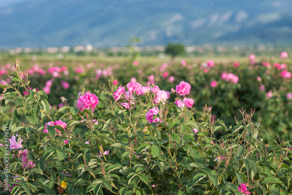Rosa damascena, known as the Damask rose - pink, oil-bearing, flowering, deciduous shrub plant. Bulgaria,  the Valley of Roses. Close up view.