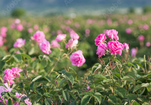 Rosa damascena, known as the Damask rose - pink, oil-bearing, flowering, deciduous shrub plant. Bulgaria, the Valley of Roses. Close up view.