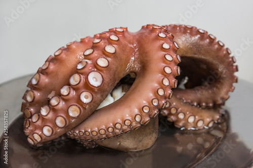 Boiled octopus in a dish. Fish seafood cuisine. Close up view. Selective focus.