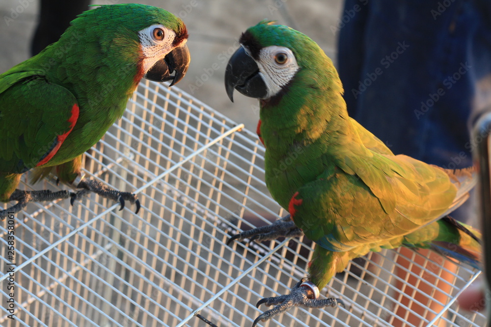 Obraz premium parrot on a branch