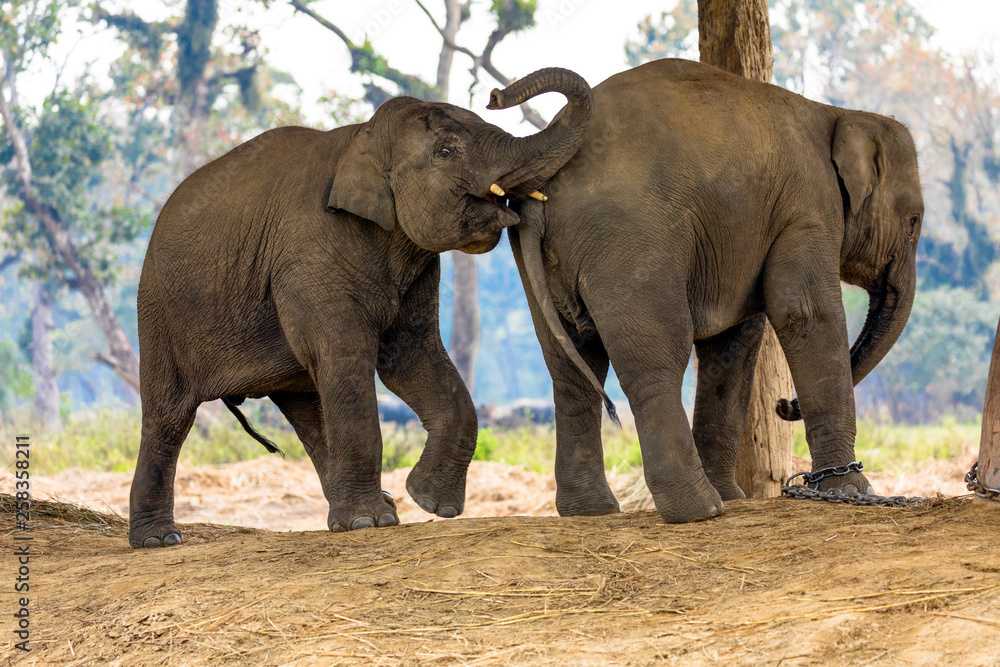 Young Elephants Playing