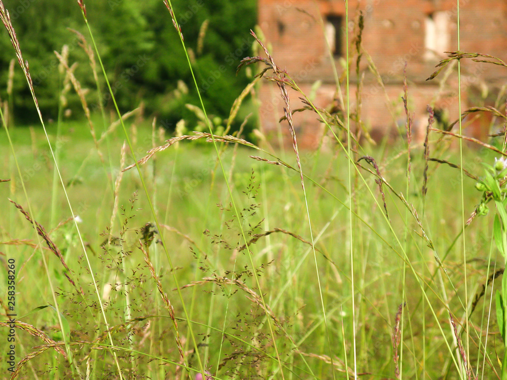 High uncut grass in a meadow grows close to red brick buildings. High uncut grass in a meadow grows close to red brick buildings.