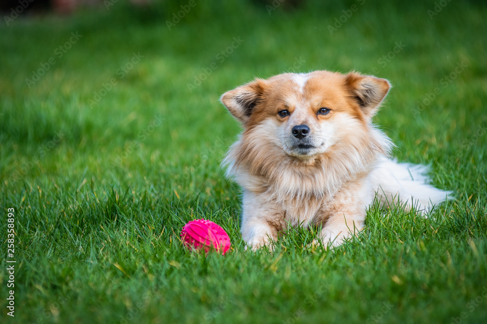 A cute furry dog playing with toy on green grass. Small blond brown haired throwback pomeranian.