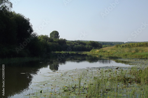Картината върху платно the small river with water-lilies