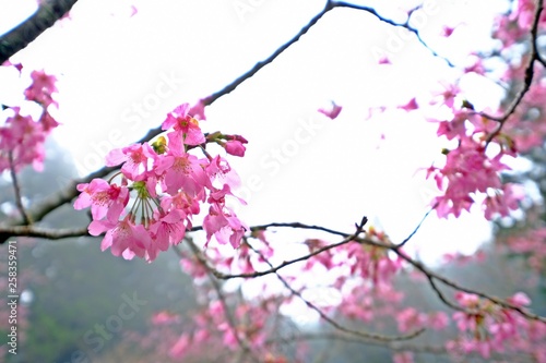 Beautiful Alishan sakura cherry blossom, Yoshino cherry trees at Alishan Forest Recreation Area, Chiayi, Taiwan. © Supratchai