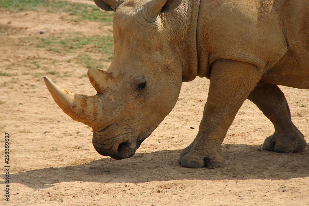 Fototapeta premium White rhinoceros 
