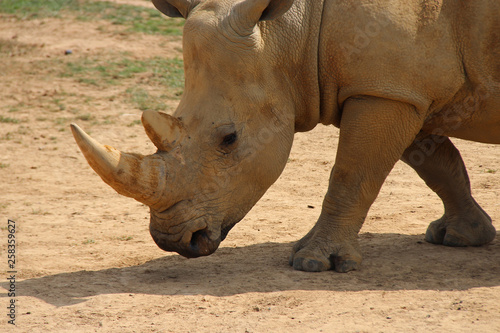 White rhinoceros 