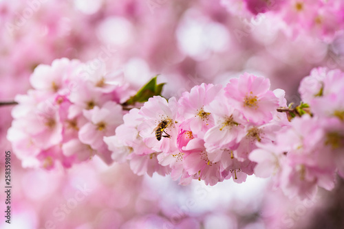 flowers in spring