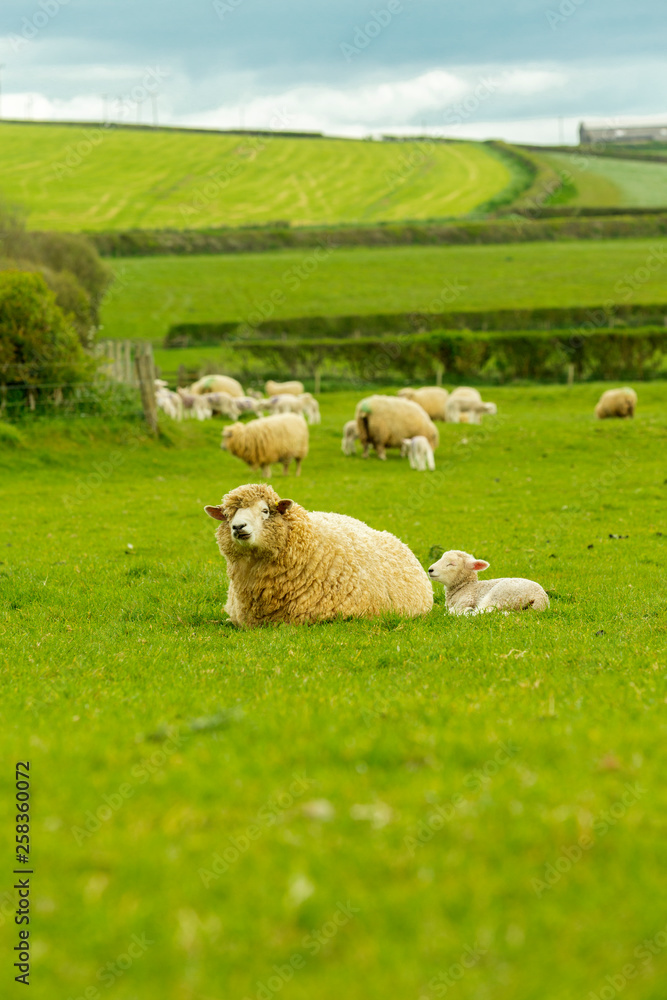 Lamb a week old Lamb a week old