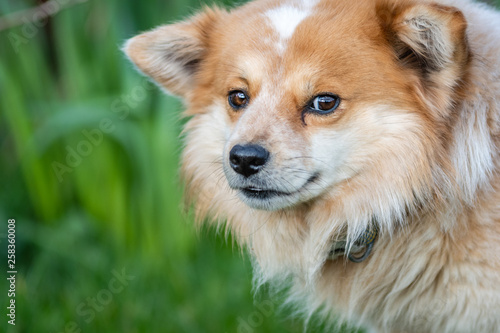 A cute furry dog face on. Small blond brown haired throwback pomeranian.