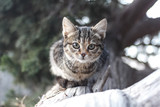 A gray striped cat on a trunk of a collapsed juniper tree is looking. Cat in the wild.