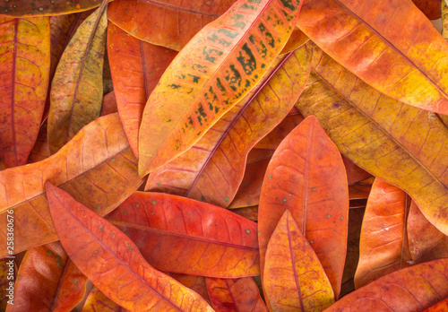Natural autumn leaves background.Background of fallen leaves in autumn. The changing of season provides colorful nature.