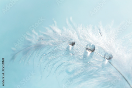 White light airy soft feather with transparent drops of water on blue background. Delicate image of the purity and fragility of nature. Close-up macro. Background with bird feather.  