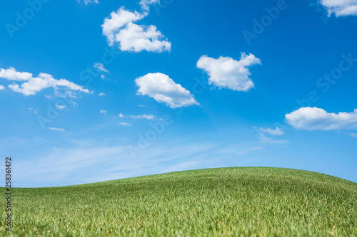 Panoramic view of a grass field in summer sunny day