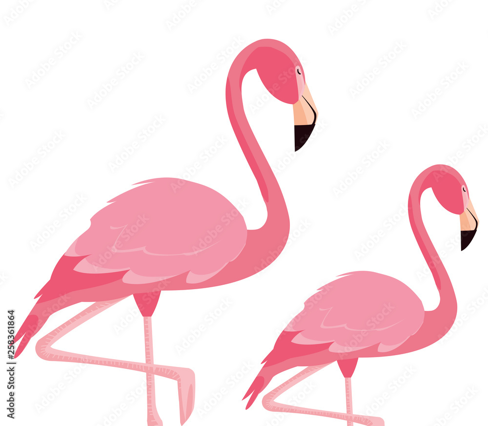 Obraz premium elegant flamingo birds couple