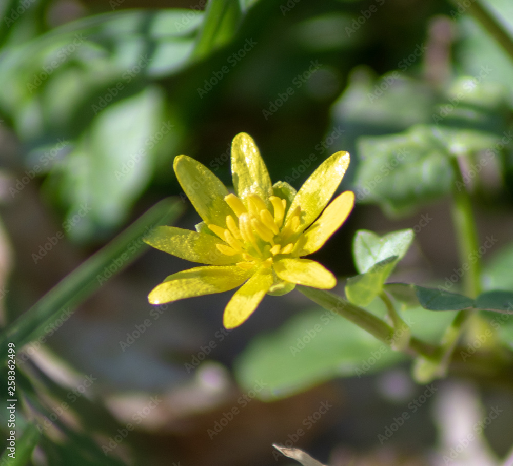 Fototapeta premium Yellow Flower
