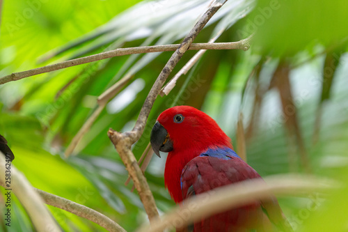 Red parrot sitting in a tree, side picture