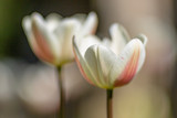 Pretty tulip flowers on a sunny spring day, with a shallow depth of field