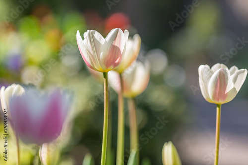 Pretty tulip flowers on a sunny spring day  with a shallow depth of field