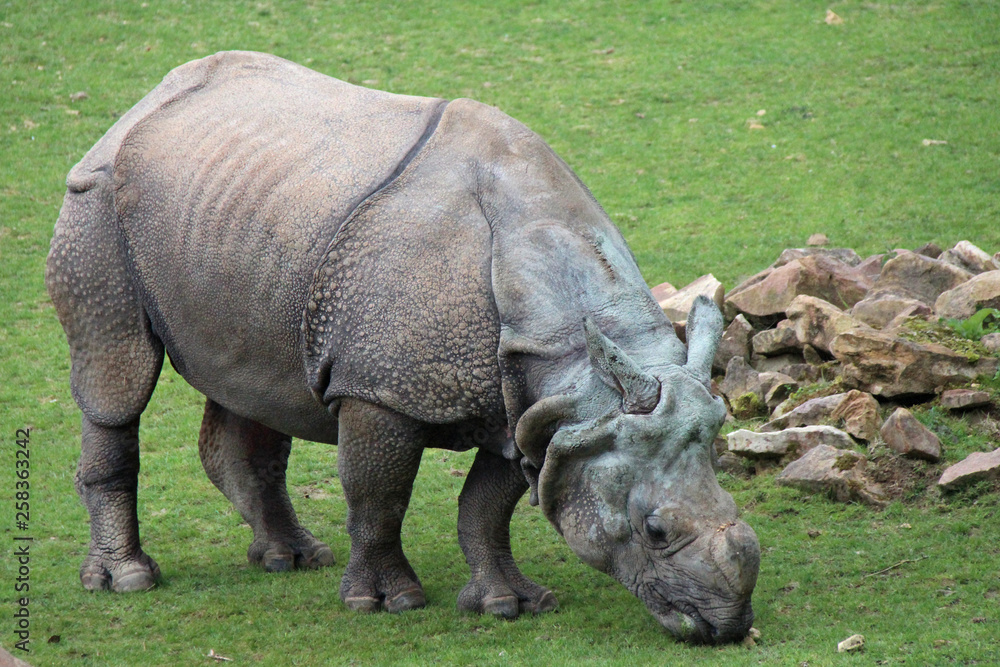 Fototapeta premium Indian rhinoceros